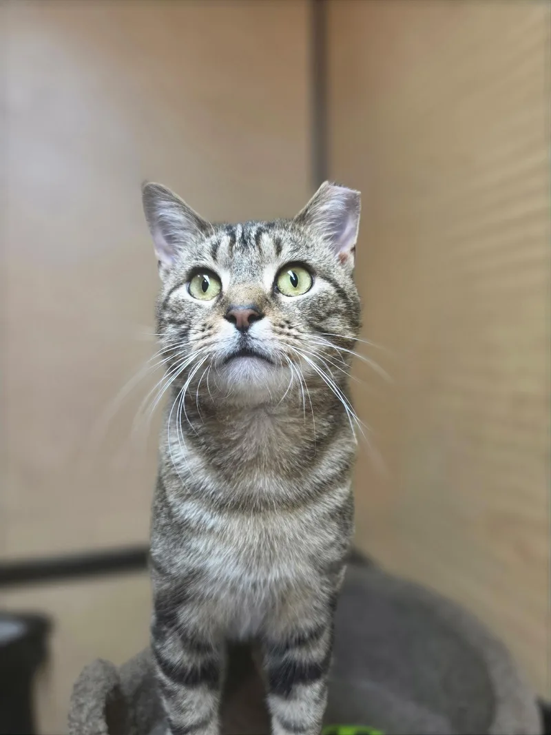 An adult medium-sized male Extra-Toes Cat / Hemingway Polydactyl cat named Buddy for adoption in Temple, PA