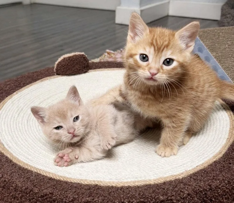 A baby medium-sized female Tabby cat named Sandy Butters for adoption in Alameda, CA