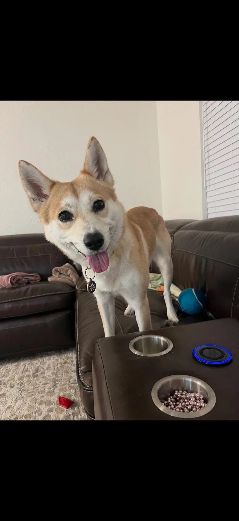 An adult medium-sized female Shiba Inu dog named Yugi for adoption in tampa, FL