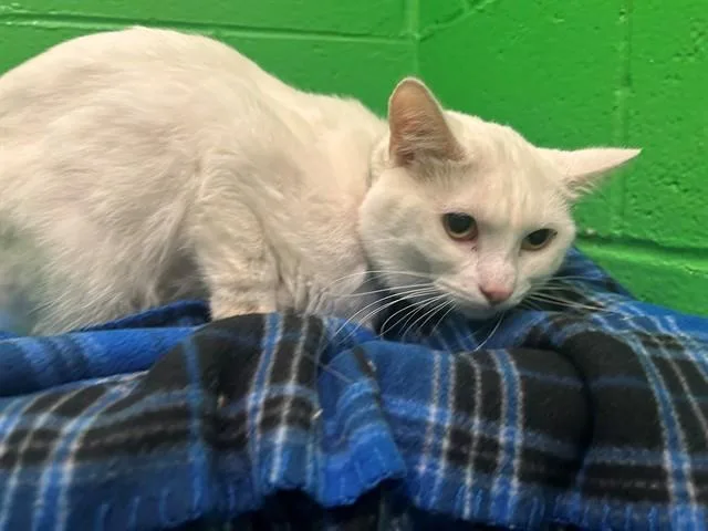 Casper