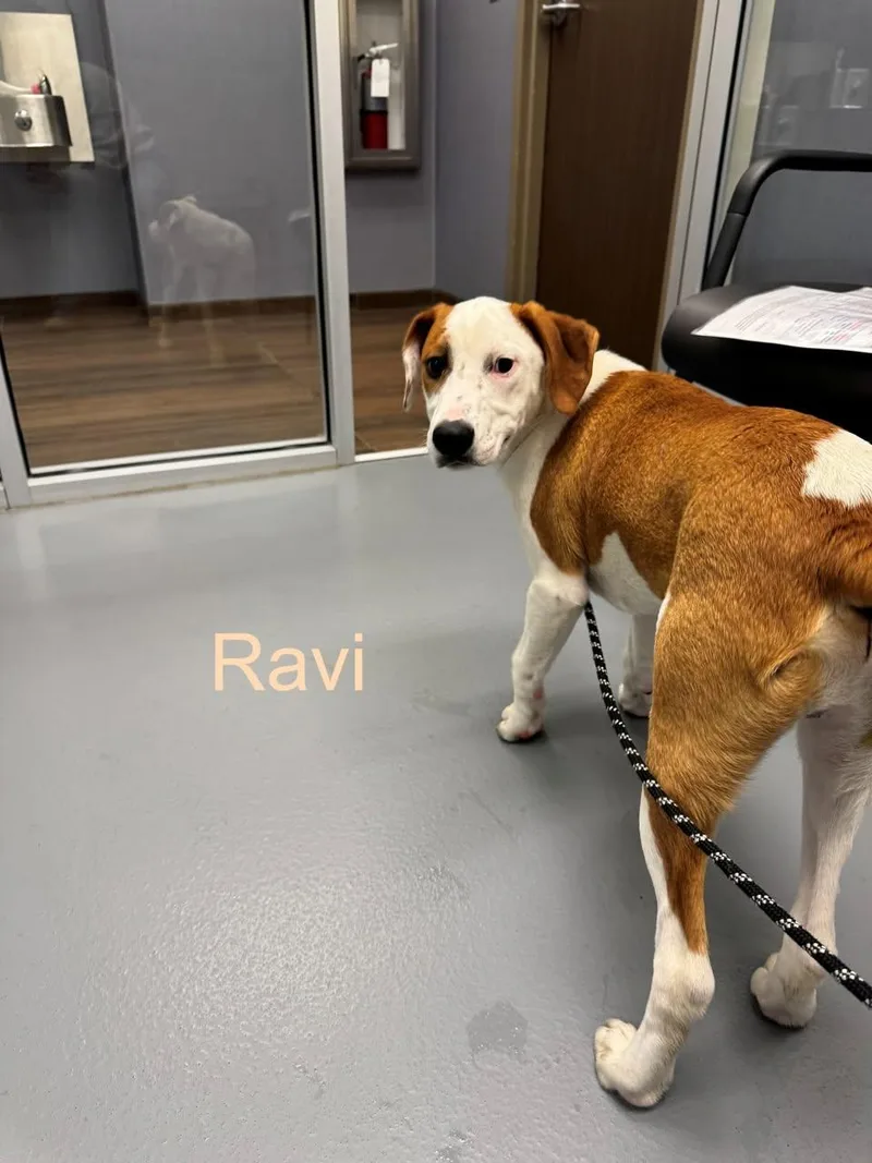 Ravi