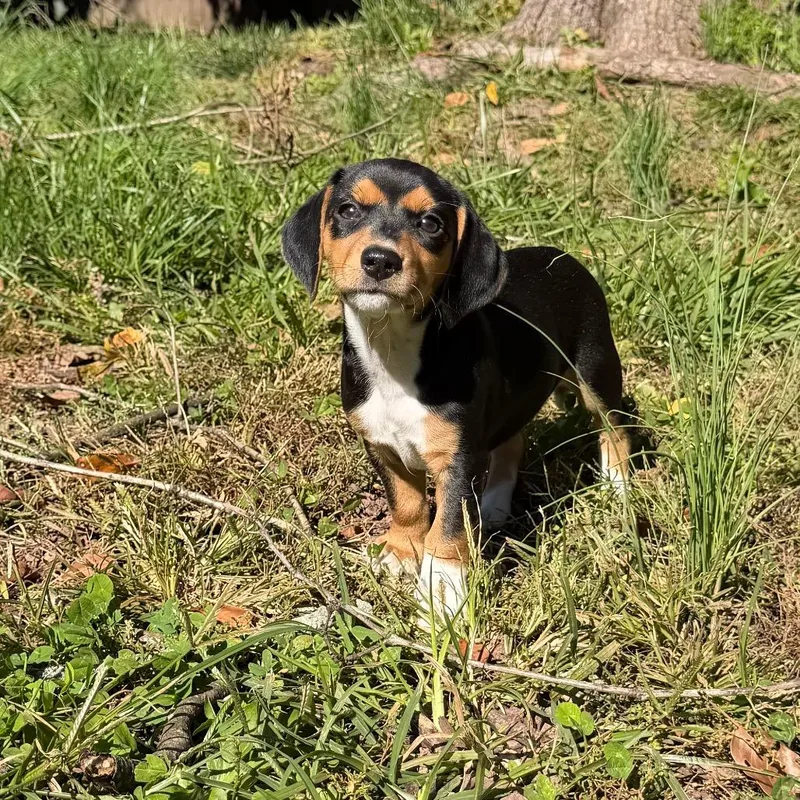 A baby small-sized female Chihuahua dog named Jewels Pup: Sapphire for adoption in Falls Church, VA