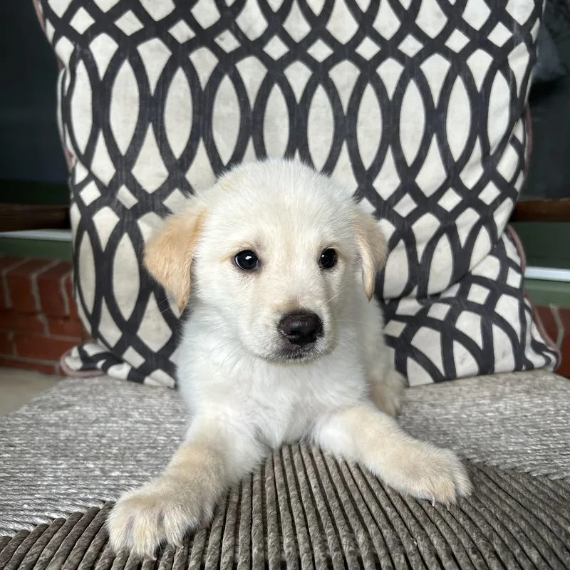 A baby large-sized male Great Pyrenees dog named Steven for adoption in Fosters, AL