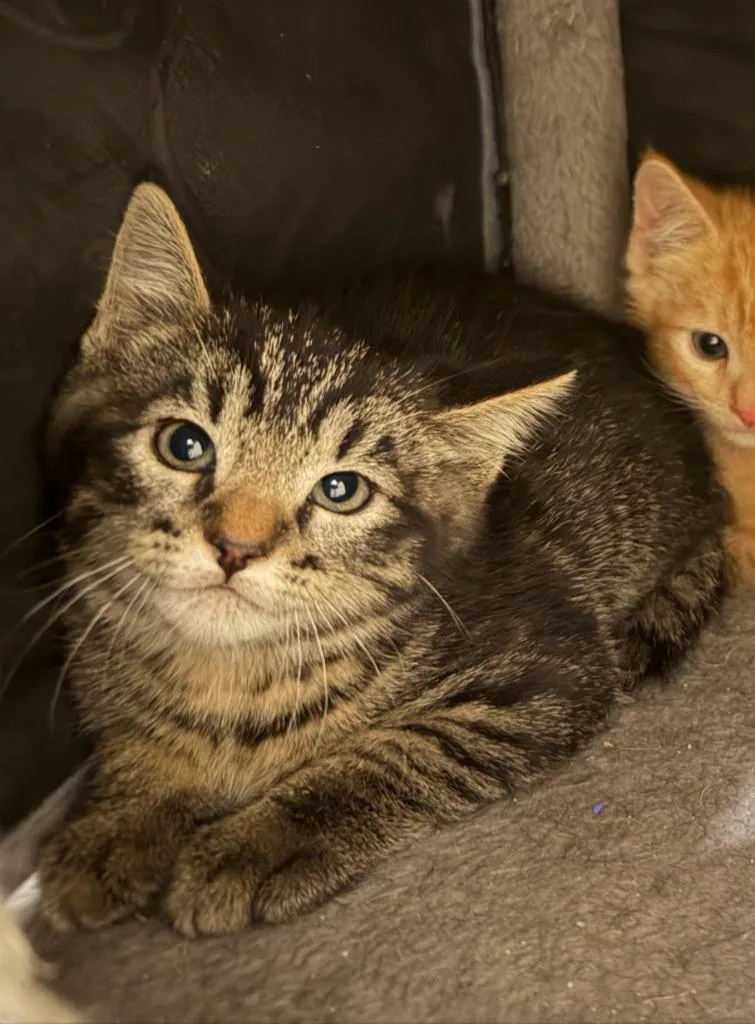 A baby small-sized female Domestic Short Hair cat named Chevelle for adoption in La Verkin, UT