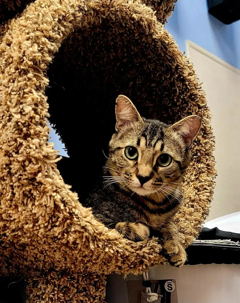 An adult medium-sized male Brown / Chocolate Domestic Short Hair cat named Cedar Willow for adoption in Chandler, AZ