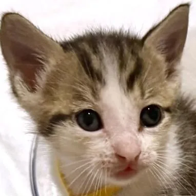 A young large-sized male White Domestic Short Hair cat named Baby Buster for adoption in Austin, TX