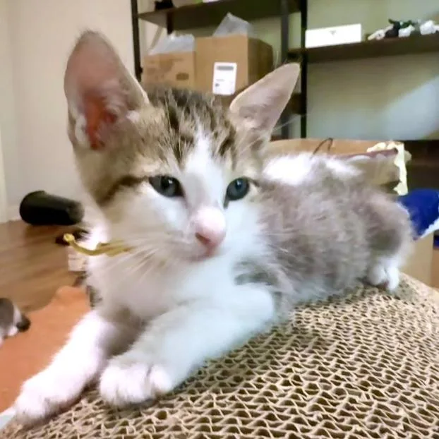 Baby Buster thumbnail 2