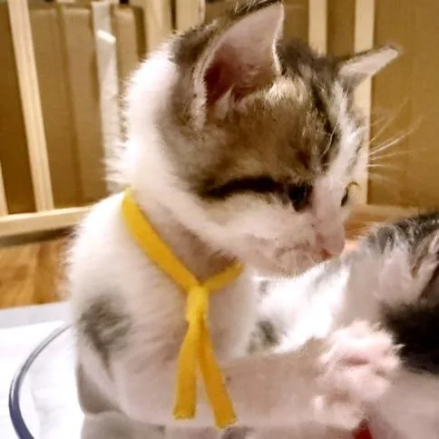 Baby Buster thumbnail 3