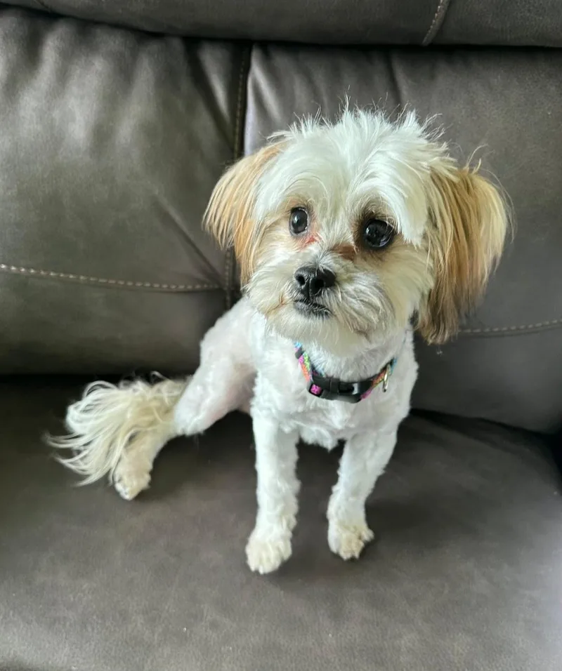 A young small-sized female Shih Tzu dog named Nisi for adoption in merrillville, IN