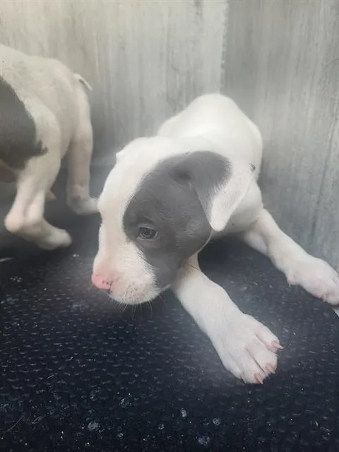 A baby small-sized male American Staffordshire Terrier dog named Cookie for adoption in San Antonio, TX