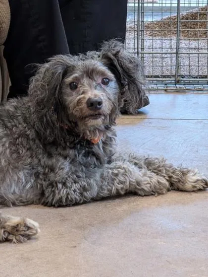 A young medium-sized male Mixed Breed dog named Brisket for adoption in Bloomsburg, PA