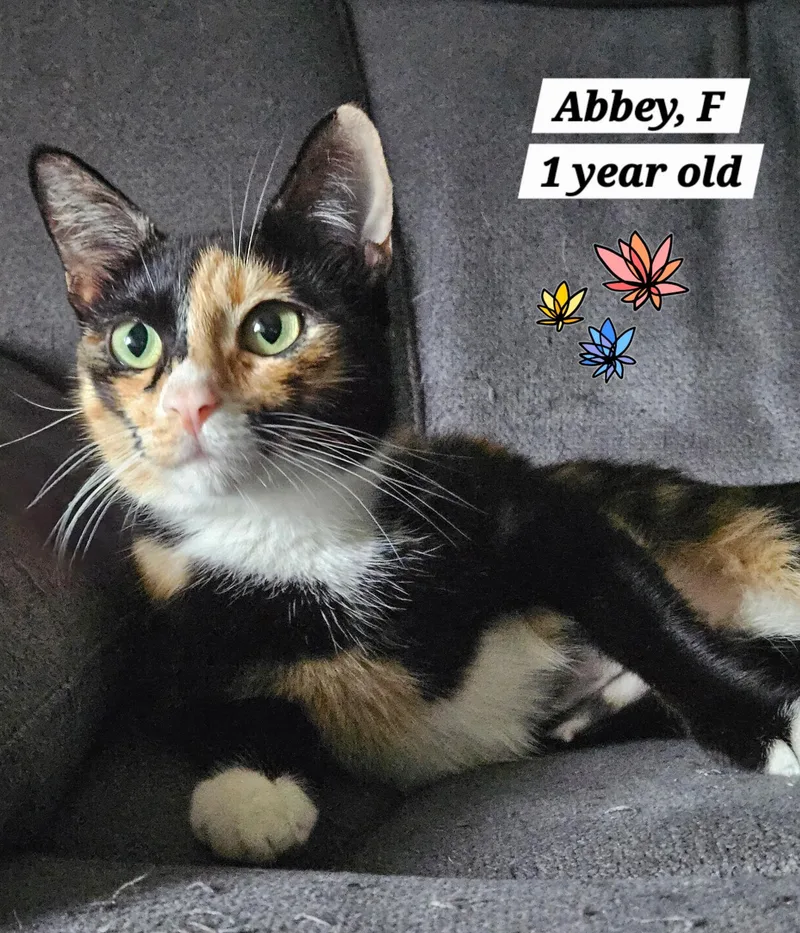 An adult medium-sized female Calico cat named Abbey for adoption in Succasunna, NJ