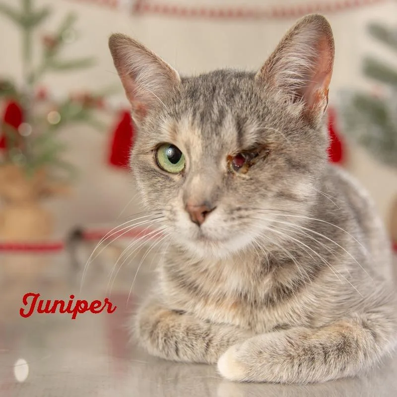 Juniper thumbnail 4