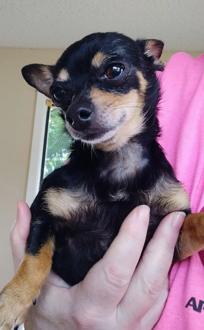 An adult small-sized female Bicolor Chihuahua dog named Pepper for adoption in Mineola, TX