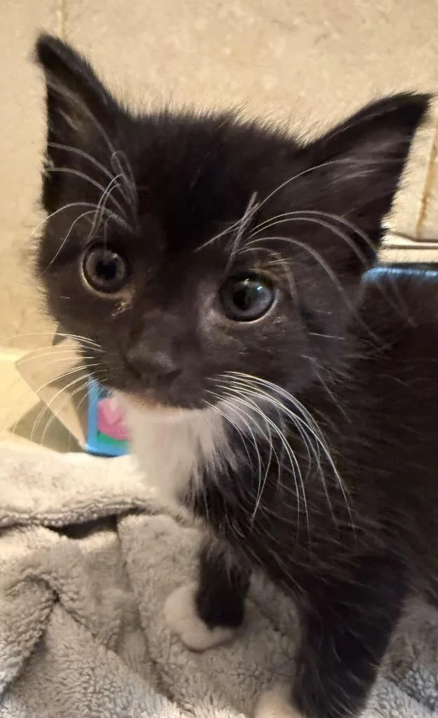 A baby medium-sized female Domestic Medium Hair cat named Jinx for adoption in Evans, GA
