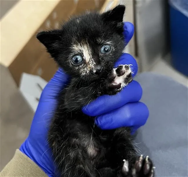 A baby medium-sized female Domestic Medium Hair cat named Sarah for adoption in Dallas, TX