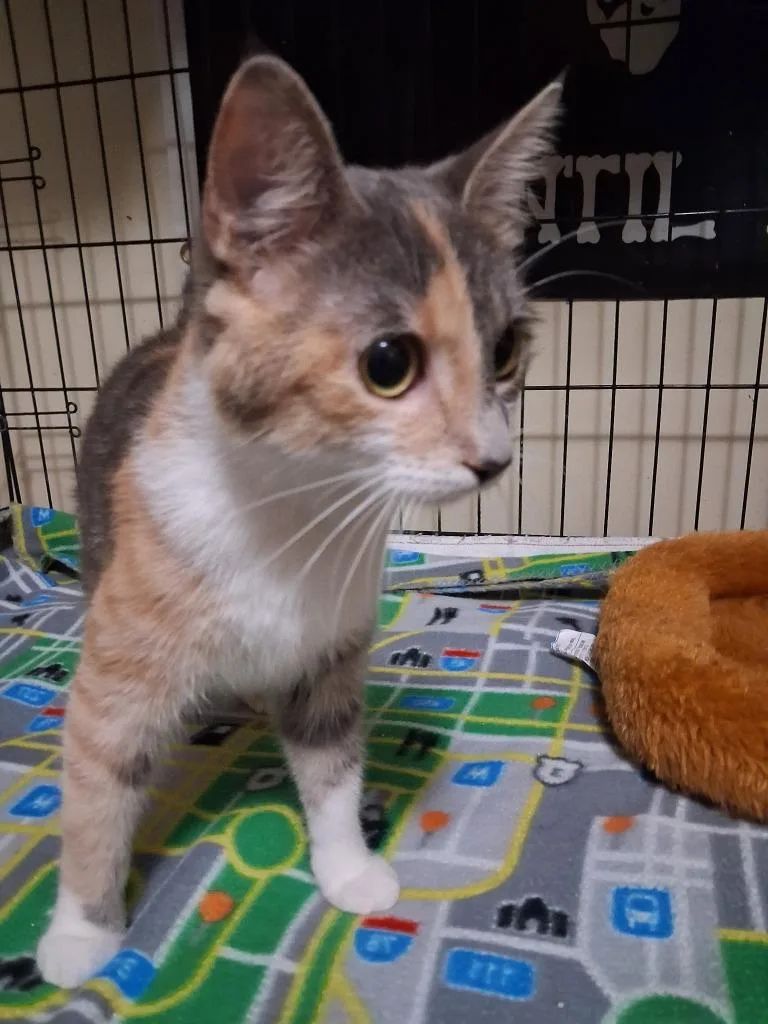 A young small-sized female American Shorthair cat named Kyttee for adoption in Hagaman, NY