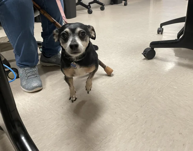 A senior small-sized female Chihuahua dog named April Mae for adoption in Saint Louis, MO