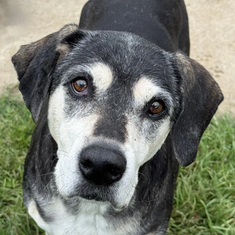A senior medium-sized female Basset Hound dog named Sadie for adoption in Brenham, TX