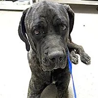 A young large-sized female Black Cane Corso dog named Fluffy for adoption in Thousand Oaks, CA