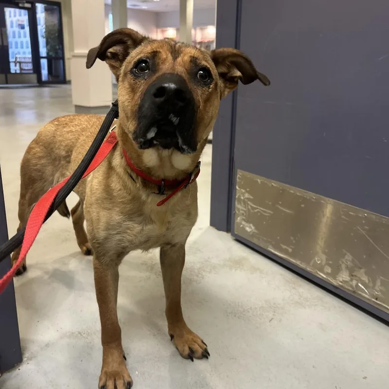 A young medium-sized female Yellow / Tan / Blond / Fawn Black Mouth Cur dog named Ruby for adoption in Charlottesville, VA