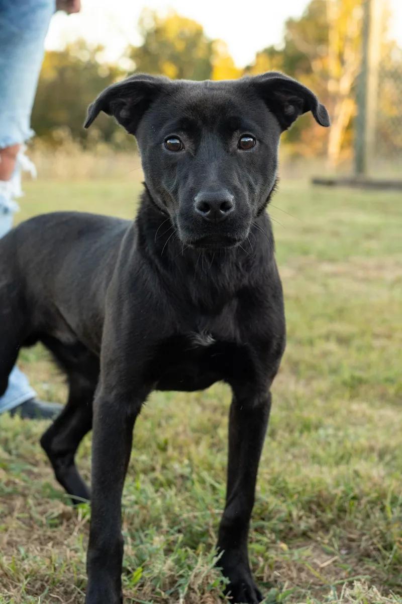A young large-sized male Black Labrador Retriever dog named King for adoption in Dixon, KY