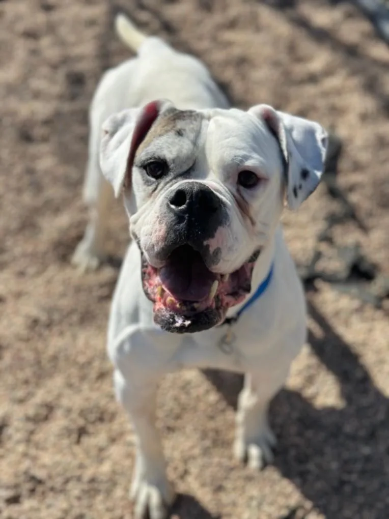 An adult large-sized male American Bulldog dog named Moto Moto for adoption in Loveland, CO