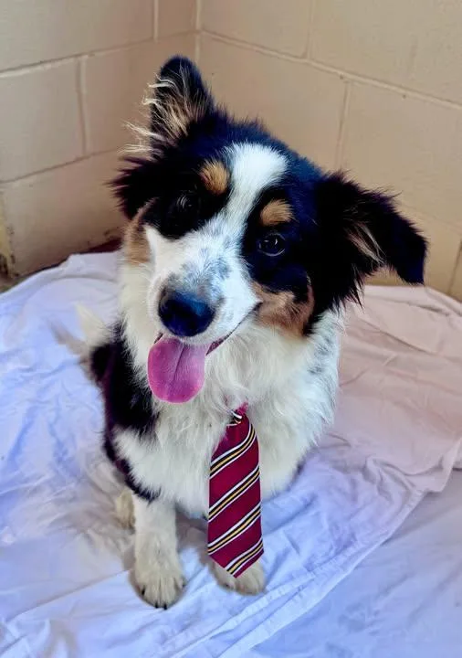 A baby medium-sized male Australian Shepherd dog named Crouton Face for adoption in McKinney, TX