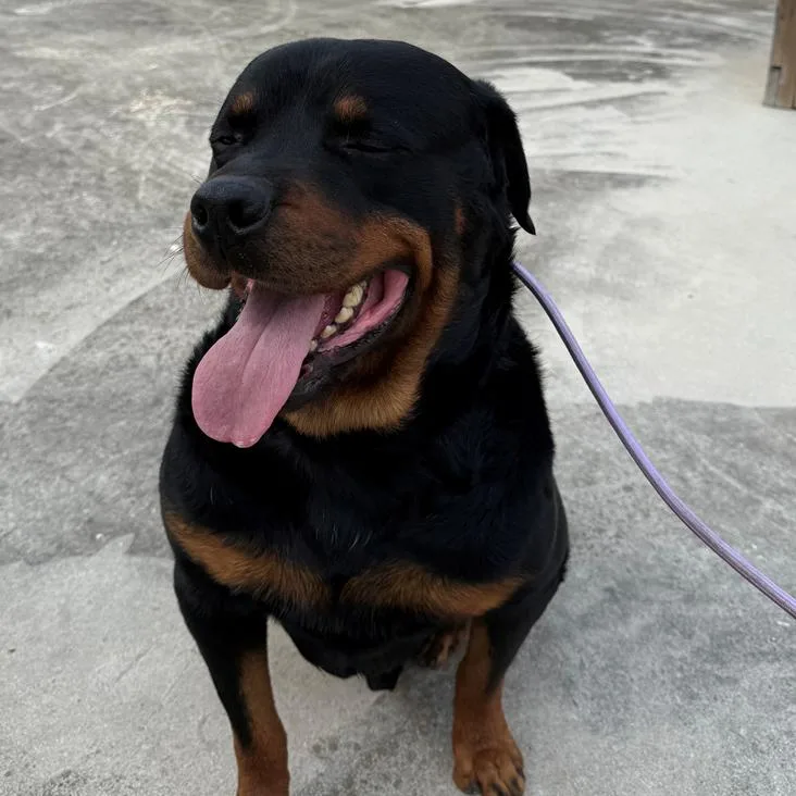 An adult medium-sized male Black Rottweiler dog named Yogi for adoption in Austin, TX