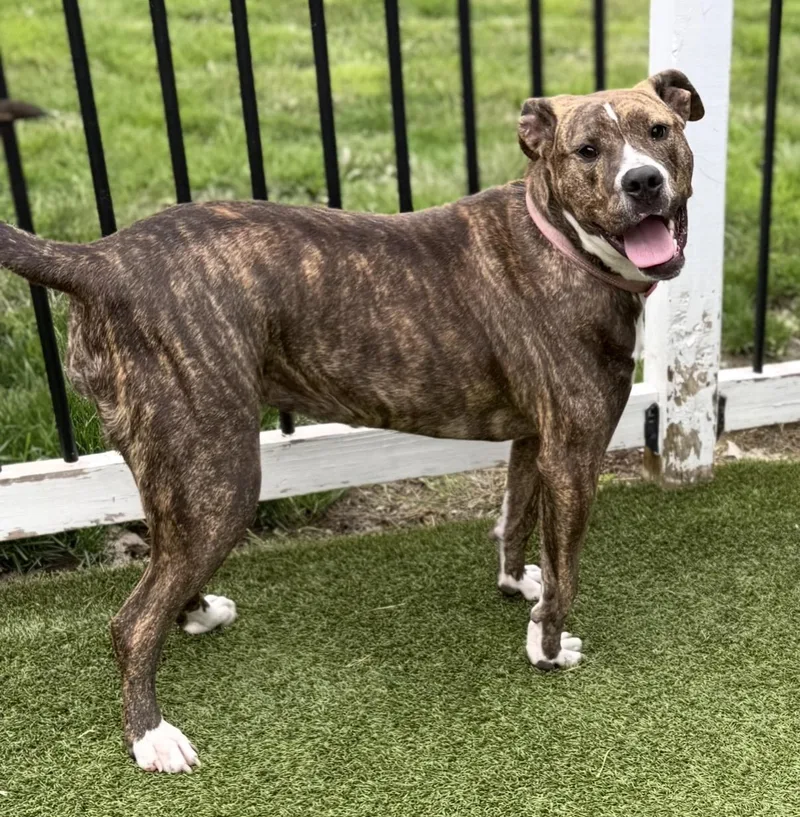 A young large-sized female Brindle Boxer dog named Zoey for adoption in Cleveland, OH