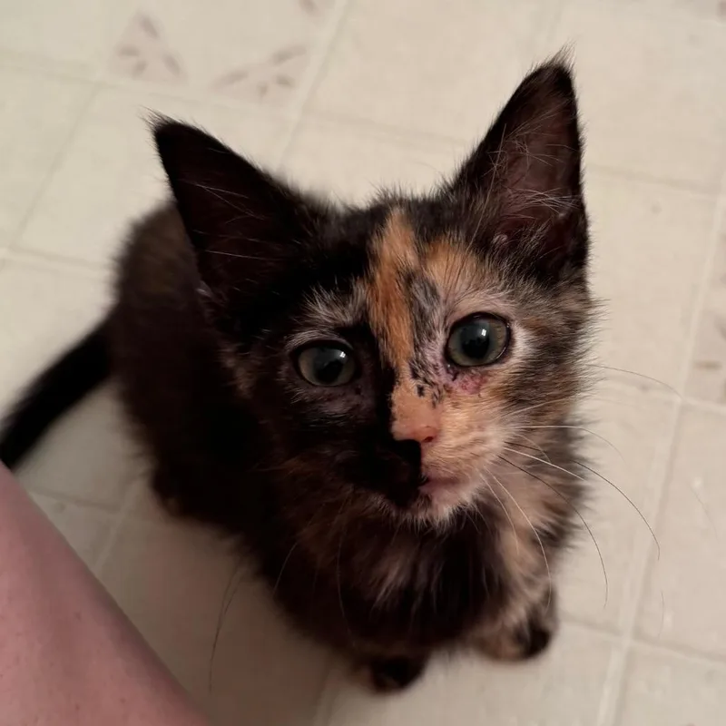 A baby small-sized female Domestic Short Hair cat named Biscuit for adoption in Carrollton, OH
