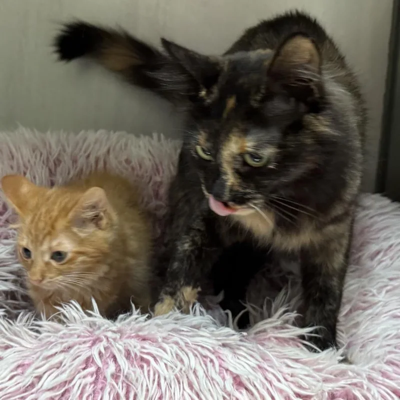 An adult medium-sized female Tortoiseshell Domestic Medium Hair cat named Daphne for adoption in North Canton, OH