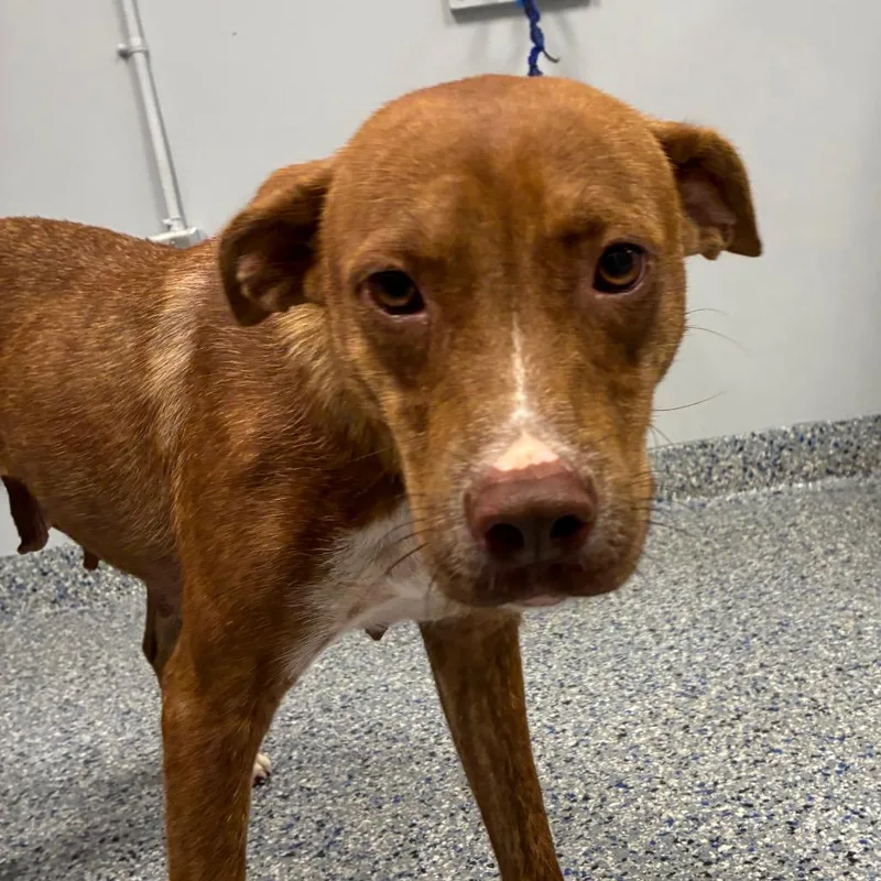 An adult medium-sized female Brown / Chocolate Mixed Breed dog named Lou Lou for adoption in Greenville, SC