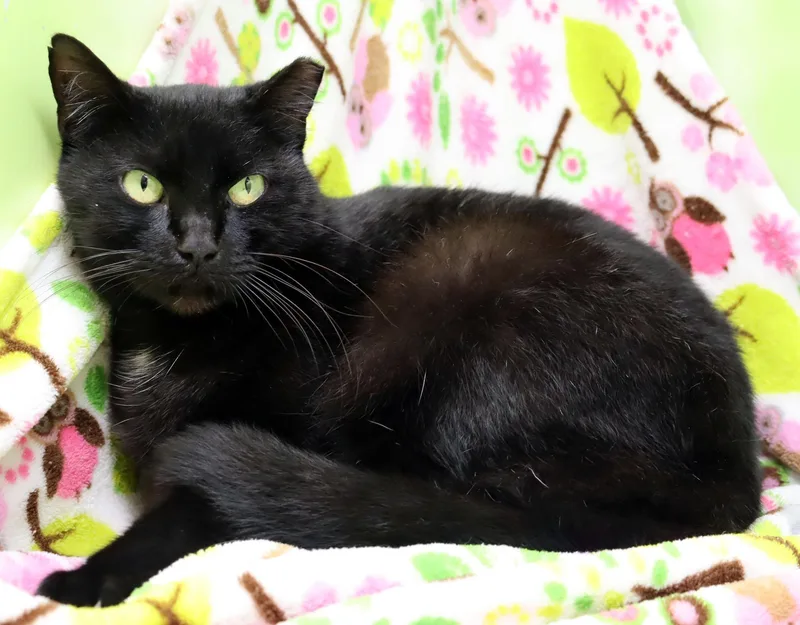 Snickers thumbnail 3