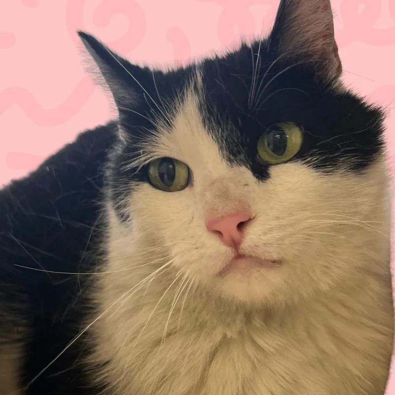 An adult medium-sized female White Domestic Short Hair cat named Iris for adoption in Reno, NV