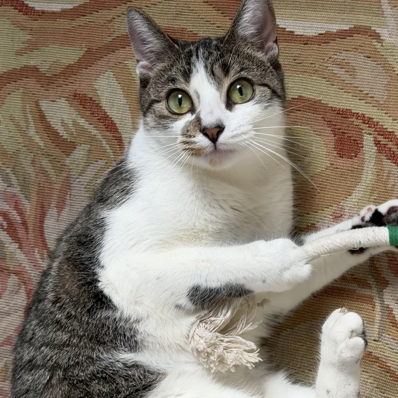A young medium-sized female Domestic Short Hair cat named Mili for adoption in Weehawken, NJ