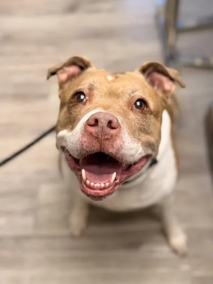 A senior large-sized female Yellow / Tan / Blond / Fawn Pit Bull Terrier dog named Freya for adoption in Florence, OR