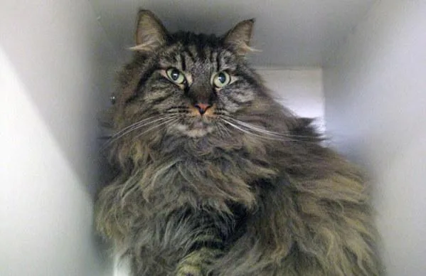 A senior medium-sized female Domestic Long Hair cat named Shiloh for adoption in San Diego, CA