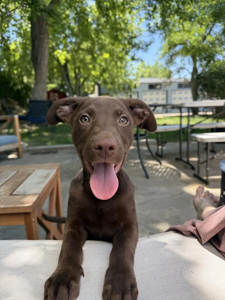A baby medium-sized female Shepherd dog named Lotus for adoption in Broomfield, CO