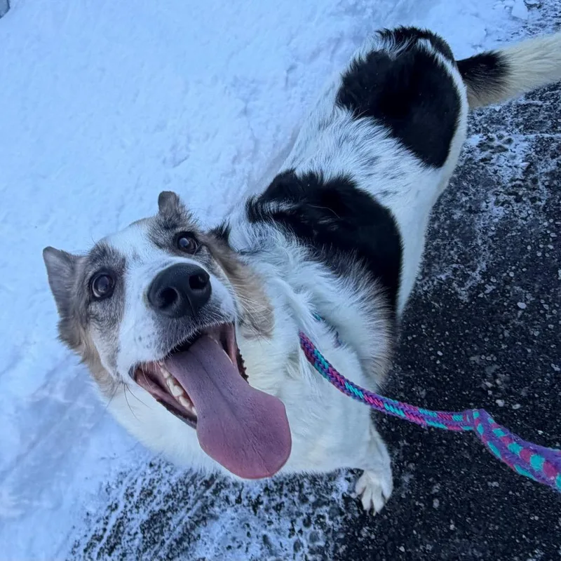An adult large-sized female White / Cream Shepherd dog named Shayla for adoption in Thomaston, ME