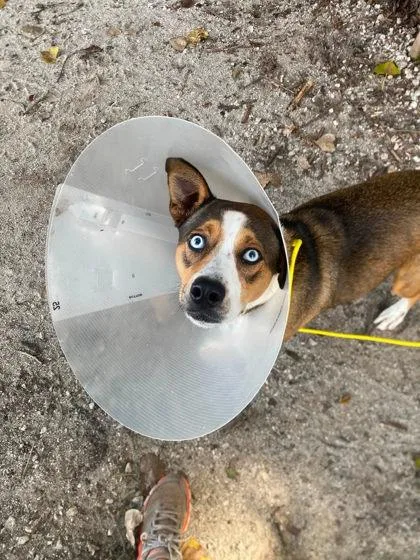 A young medium-sized male Mixed Breed dog named Milo for adoption in Hobart, IN