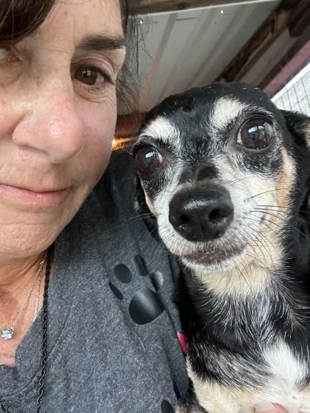 A senior small-sized male Black Chihuahua dog named Jasper ME for adoption in Bryan, TX