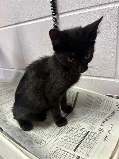 A baby small-sized male Domestic Short Hair cat named Tom for adoption in Jacksonville, FL