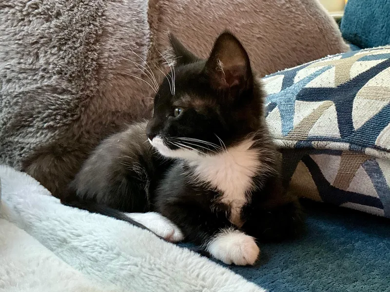 A baby large-sized male Gray & White Domestic Short Hair cat named Ratthi and Mensah for adoption in Seattle, WA