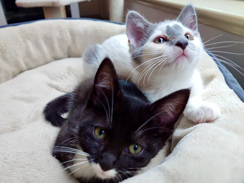 Ratthi and Mensah thumbnail 2