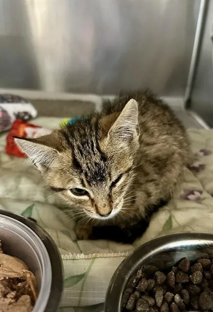 A baby small-sized female Domestic Short Hair cat named Suzie for adoption in Riverside, CA