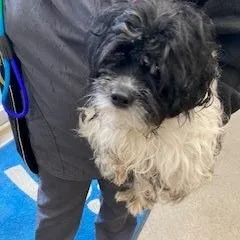 An adult medium-sized male Shih Tzu dog named Yorkstray for adoption in York, PA
