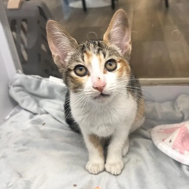 A baby small-sized female Domestic Short Hair cat named Nantucket for adoption in Los Angeles, CA