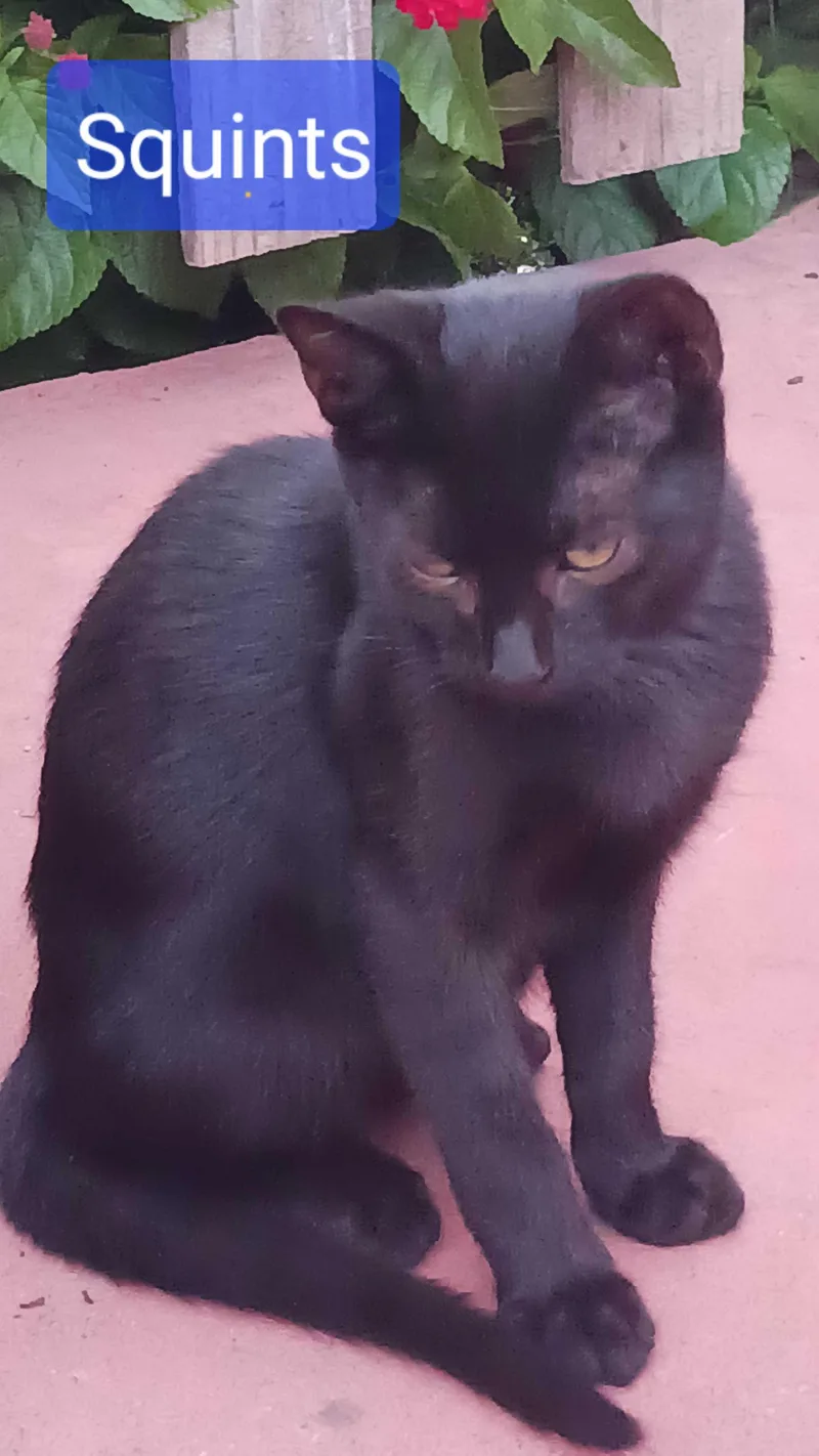 A baby small-sized male Domestic Short Hair cat named Squints for adoption in Tracy, CA