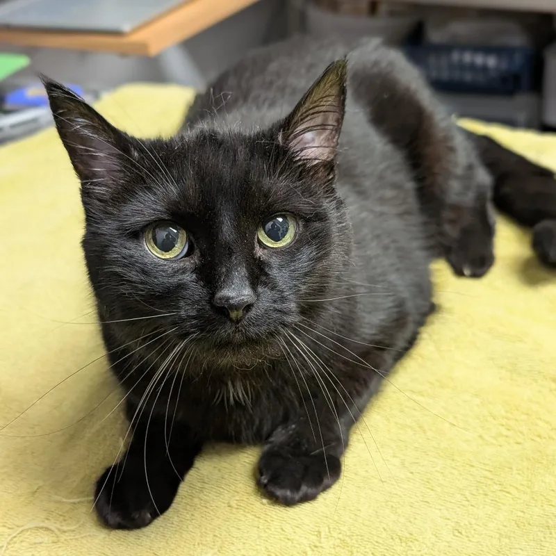 A senior medium-sized female Black Domestic Short Hair cat named Kelly for adoption in Brookfield, WI